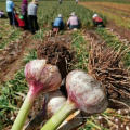 Frischer roter / normaler weißer Knoblauch von hoher Qualität